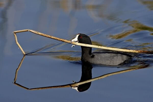 American coot (Fulica americana) with nesting material, Sweetwater Wetlands