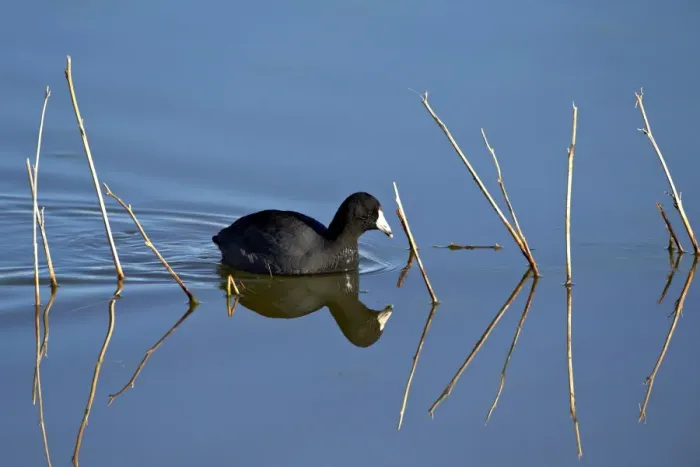 Framed Print : American coot (Fulica americana) swimming, Bosque del Apache National Wildlife Refuge, New Mexico, United States of America, North America Framed Print : American coot (Fulica americana) swimming, Bosque del Apache National Wildlife Refuge, New Mexico, United States of America, North America