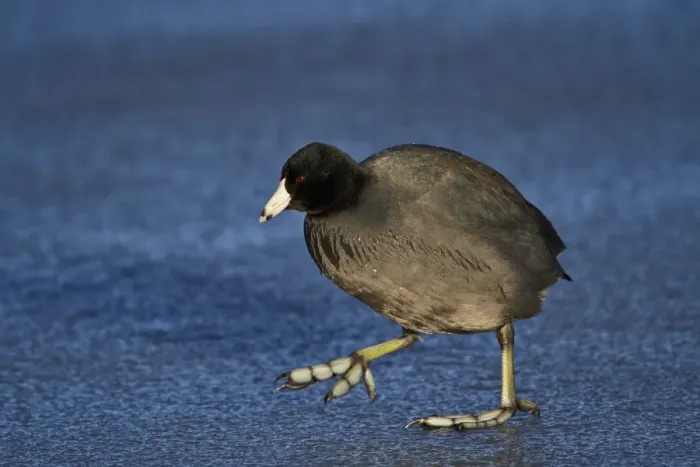 Framed Print : American coot (Fulica americana) walking on ice, Bosque del Apache National Wildlife Refuge Framed Print : American coot (Fulica americana) walking on ice, Bosque del Apache National Wildlife Refuge