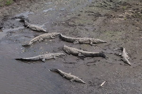 American Crocodiles (Crocodylus acutus), Rio Tarcoles, Carara Wildlife Refuge, Costa Rica, Central America