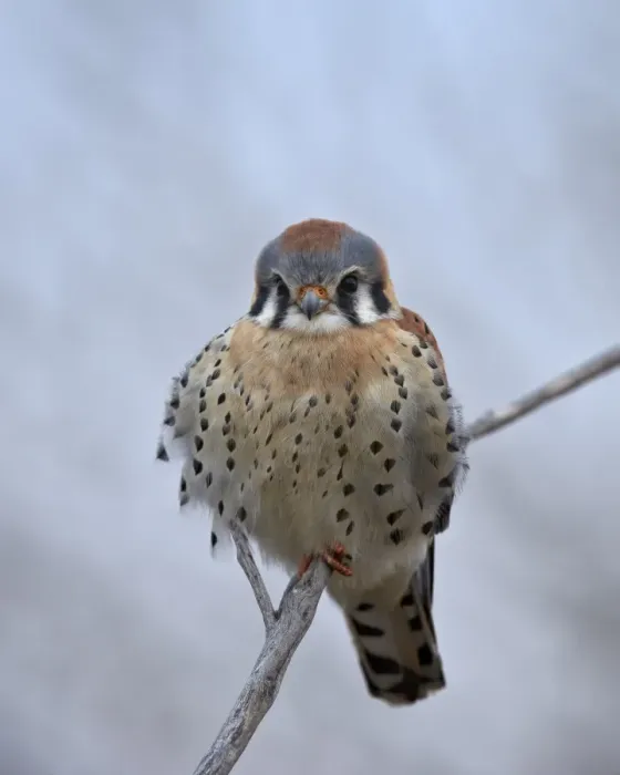 Framed Print : American kestrel (sparrow hawk) (Falco sparverius), male, Bosque del Apache National Framed Print : American kestrel (sparrow hawk) (Falco sparverius), male, Bosque del Apache National
