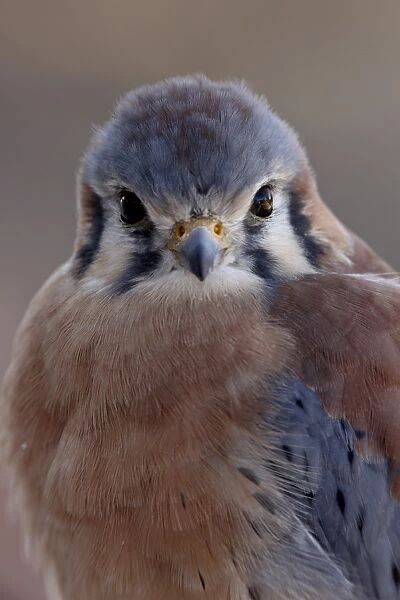 American Kestrel (Sparrow Hawk) (Falco sparverius) in captivity, Arizona Sonora Desert Museum
