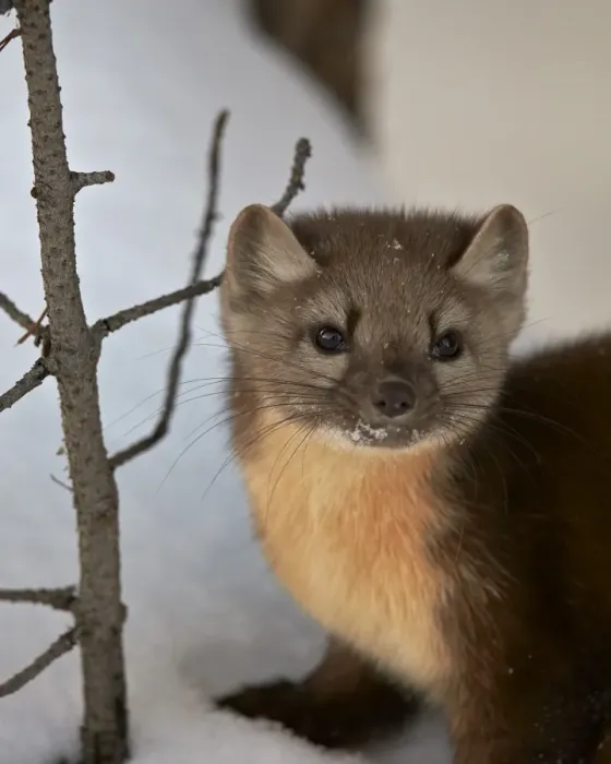 Framed Print : American marten (pine marten) (Martes americana) in the snow, Yellowstone National Park