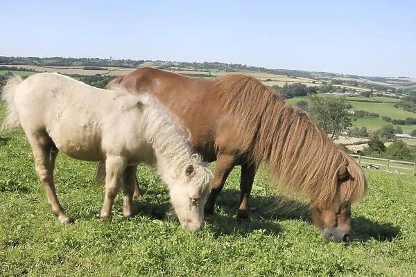 American miniature horse (Equus caballus) mare and foal grazing a hillside paddock, Wiltshire, England, United Kingdom, Europe