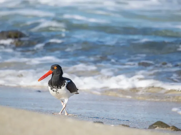 Framed Print : American oystercatcher (Haematopus palliatus), on Isla Espiritu Santo, Baja California Sur, Sea of Cortez, Mexico, North America Framed Print : American oystercatcher (Haematopus palliatus), on Isla Espiritu Santo, Baja California Sur, Sea of Cortez, Mexico, North America