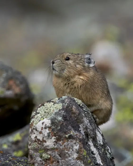 Framed Print : American Pika (Ochotona princeps), Uncompahgre National Forest, Colorado, United States of America Framed Print : American Pika (Ochotona princeps), Uncompahgre National Forest, Colorado, United States of America