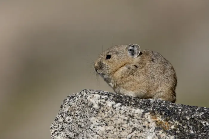 Framed Print : American pika (Ochotona princeps), Mount Evans, Colorado, United States of America Framed Print : American pika (Ochotona princeps), Mount Evans, Colorado, United States of America