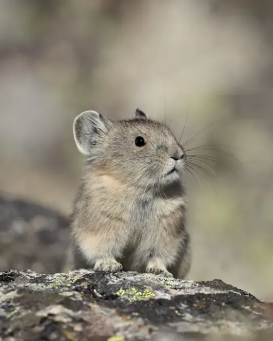 Framed Print : American pika (Ochotona princeps), Shoshone National Forest, Wyoming, United States of America, North America