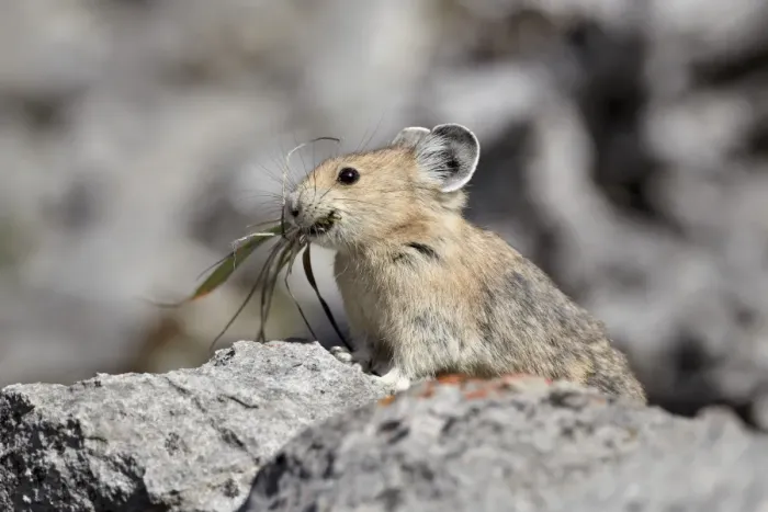 Framed Print : American pika (Ochotona princeps) with food, Jasper National Park, Alberta, Canada, North America Framed Print : American pika (Ochotona princeps) with food, Jasper National Park, Alberta, Canada, North America