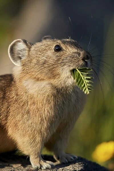 American pika (Ochotona princeps) with food in its mouth, San Juan National Forest