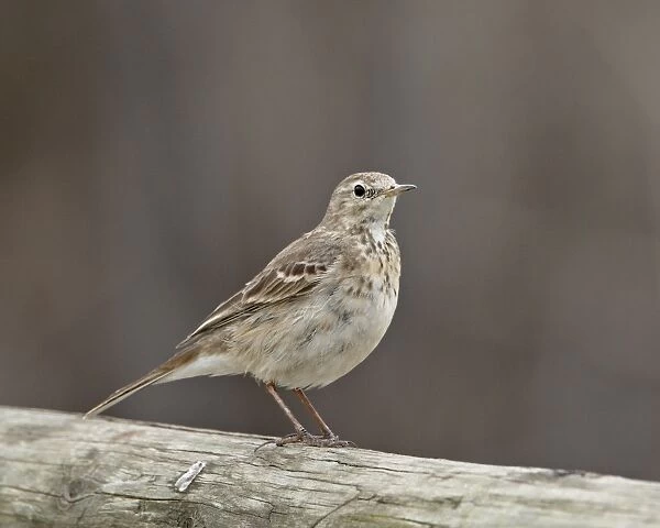 American pipit (Anthus rubescens rubescens), San Jacinto Wildlife Area