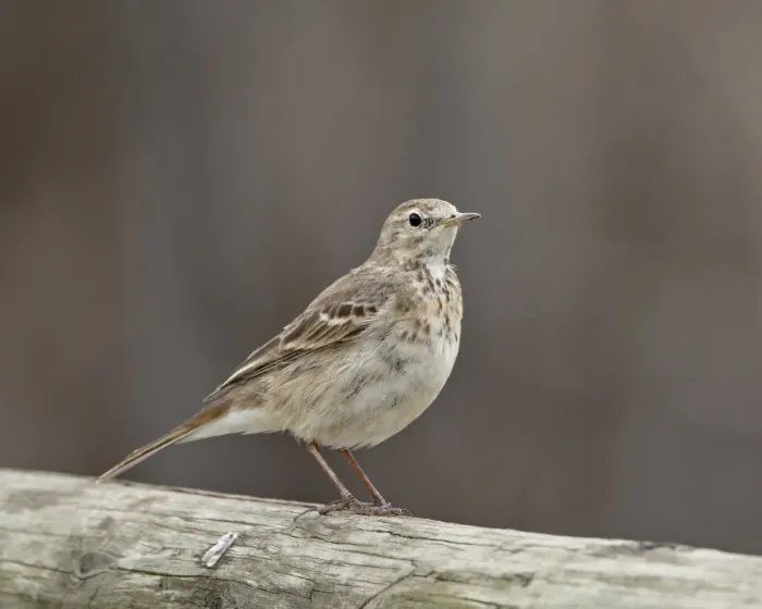 Framed Print : American pipit (Anthus rubescens rubescens), San Jacinto Wildlife Area