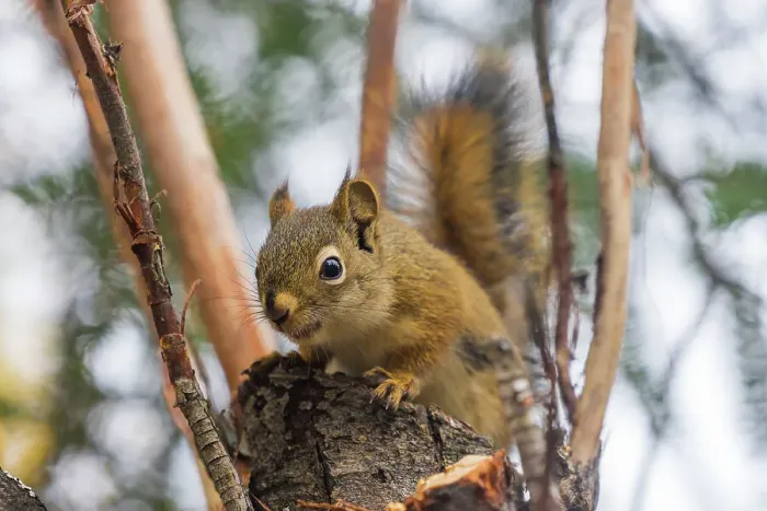 Framed Print : American red squirrel (Tamiasciurus hudsonicus) on tree, Tolsona, Alaska, United States of America, North America Framed Print : American red squirrel (Tamiasciurus hudsonicus) on tree, Tolsona, Alaska, United States of America, North America