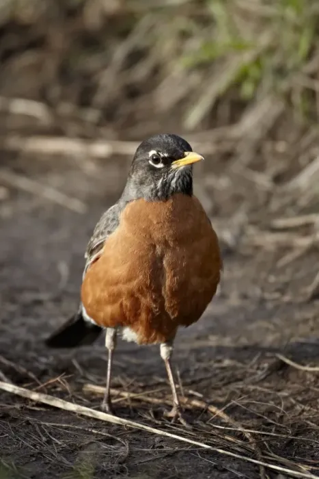 Framed Print : American Robin (Turdus migratorius), Yellowstone National Park, Wyoming, United States of America, North America Framed Print : American Robin (Turdus migratorius), Yellowstone National Park, Wyoming, United States of America, North America