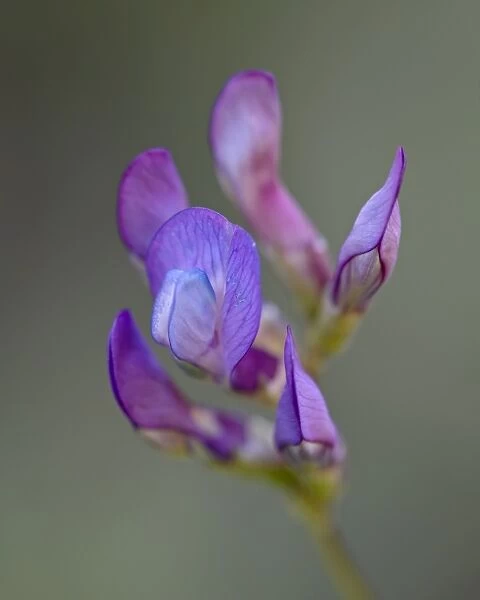 American Vetch (Vicia americana), Gunnison National Forest, Colorado, United States of America