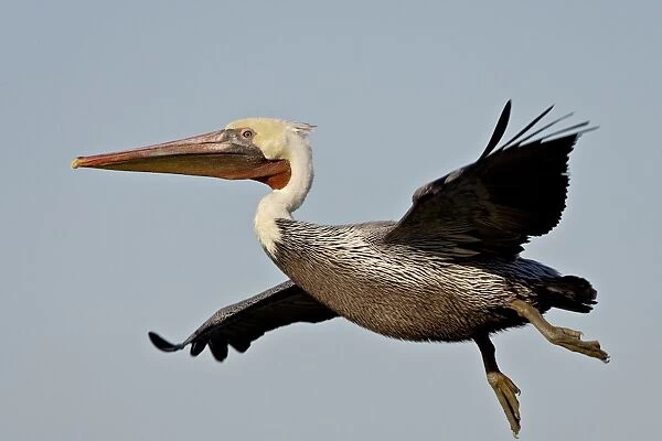 American White Pelican (Pelecanus erythrorhynchos) in flight shortly after taking off