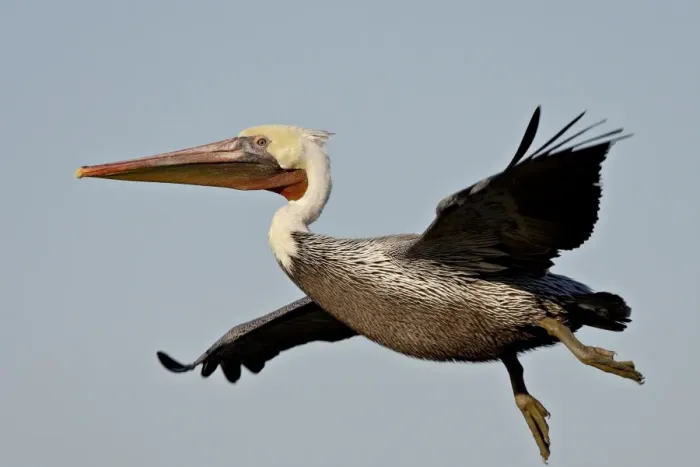 Framed Print : American White Pelican (Pelecanus erythrorhynchos) in flight shortly after taking off Framed Print : American White Pelican (Pelecanus erythrorhynchos) in flight shortly after taking off