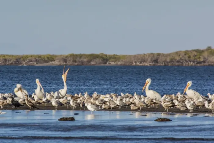 Framed Print : American white pelicans (Pelecanus erythrorhynchos) amongst other shorebirds in Magdalena Bay, Baja California Sur, Mexico, North America Framed Print : American white pelicans (Pelecanus erythrorhynchos) amongst other shorebirds in Magdalena Bay, Baja California Sur, Mexico, North America