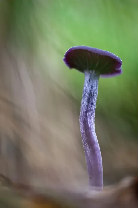 Framed Print : Amethyst Deceiver (Laccaria amethystina) fruiting bodies, growing on woodland floor, United Kingdom, Europe Framed Print : Amethyst Deceiver (Laccaria amethystina) fruiting bodies, growing on woodland floor, United Kingdom, Europe