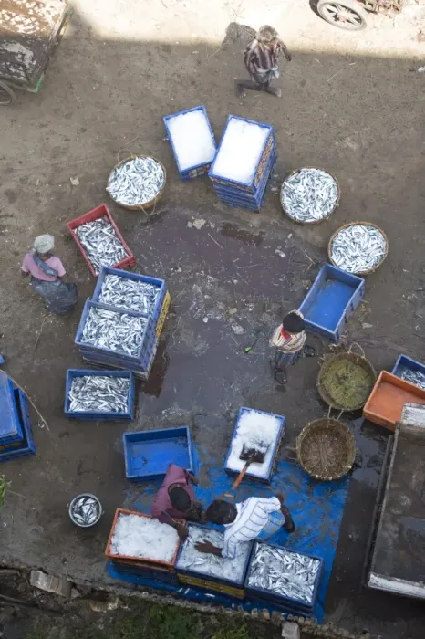 Framed Print : AMO1054. Sorting the mornings catch of fish, Dhanushkodi, Tamil Nadu, India, Asia