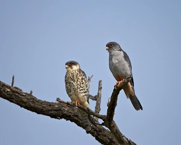 Amur falcon (Eastern red-footed falcon) (Eastern red-footed kestrel) (Falco amurensis) pair, Kruger National Park, South Africa, Africa