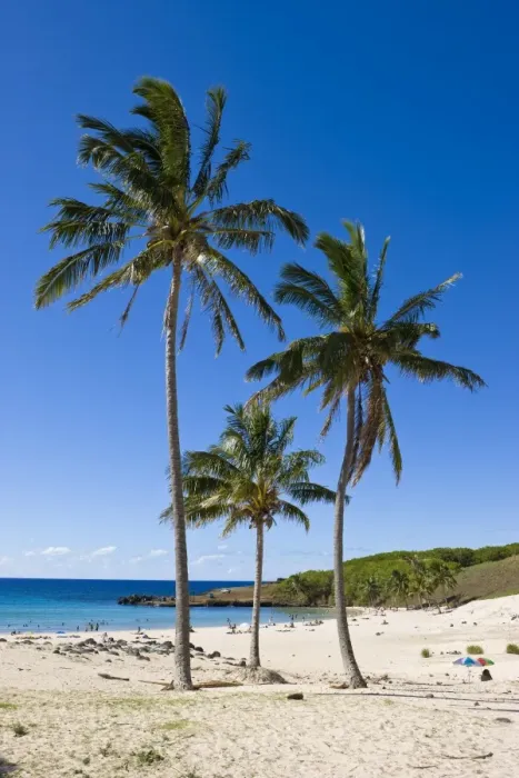 Framed Print : Anakena beach, the Islands white sand beach fringed by palm trees Framed Print : Anakena beach, the Islands white sand beach fringed by palm trees