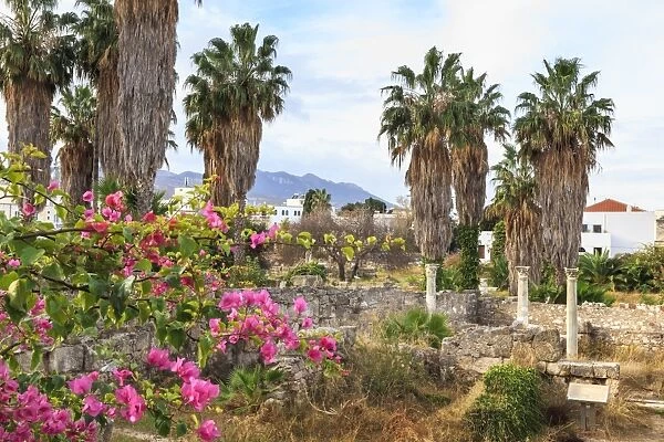 Ancient Agora, Bougainvillea and palm trees, Greek, Roman and Byzantine ruins, Kos Town