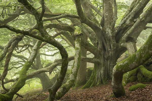 Ancient beech tree with enormous spreading branches, Dartmoor National Park, Devon