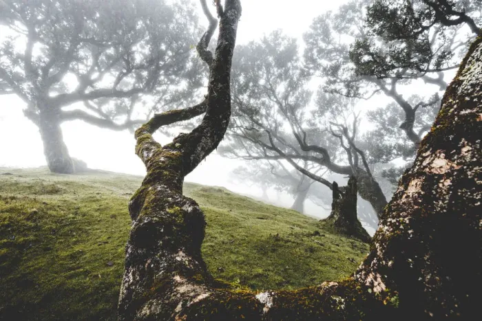 Framed Print : Ancient laurel forest in the fog, Fanal, Madeira island, Portugal, Atlantic, Europe
