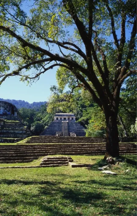 Framed Print : Ancient Mayan Temple, Palenque, Chiapas, Mexico Framed Print : Ancient Mayan Temple, Palenque, Chiapas, Mexico