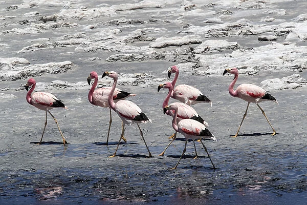 Andean flamingos (Phoenicoparrus andinus), Laguna Tara, Los Flamencos National Reserve