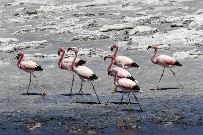 Framed Print : Andean flamingos (Phoenicoparrus andinus), Laguna Tara, Los Flamencos National Reserve Framed Print : Andean flamingos (Phoenicoparrus andinus), Laguna Tara, Los Flamencos National Reserve
