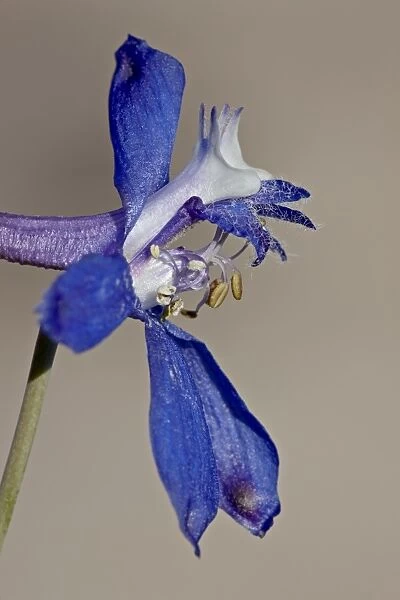 Andersons larkspur (Delphinium andersonii), Canyon Country, Utah, United States of America