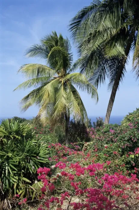 Framed Print : Andromeda Gardens, near Bathsheba, Barbados, West Indies, Caribbean, Central America Framed Print : Andromeda Gardens, near Bathsheba, Barbados, West Indies, Caribbean, Central America
