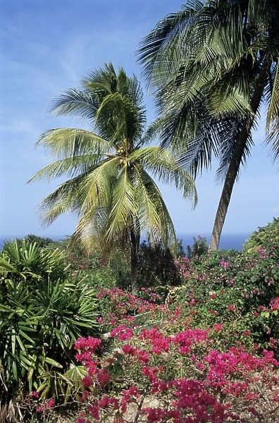 Andromeda Gardens, near Bathsheba, Barbados, West Indies, Caribbean, Central America