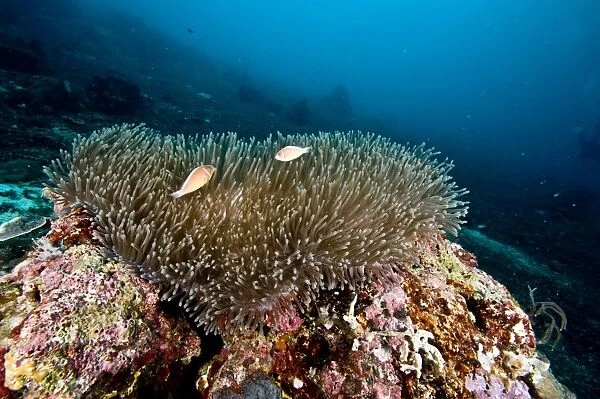 Anemone reef scene at Nalusuan Marine Sanctuary, Cebu, Philippines, Southeast Asia, Asia