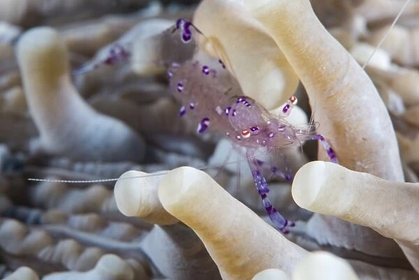 Anemone shrimp (Periclimenes holthuisi) in the tentacles of its host anemome, Queensland, Australia, Pacific