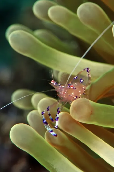 Framed Print : Anemone shrimp (periclimenes holtuisi), Philippines, Southeast Asia, Asia Framed Print : Anemone shrimp (periclimenes holtuisi), Philippines, Southeast Asia, Asia