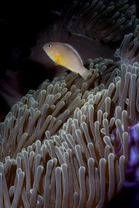 Framed Print : Anemonefish (Amphiprion ocellaris) and sea anemone, Southern Thailand, Andaman Sea, Indian Ocean, Southeast Asia, Asia Framed Print : Anemonefish (Amphiprion ocellaris) and sea anemone, Southern Thailand, Andaman Sea, Indian Ocean, Southeast Asia, Asia
