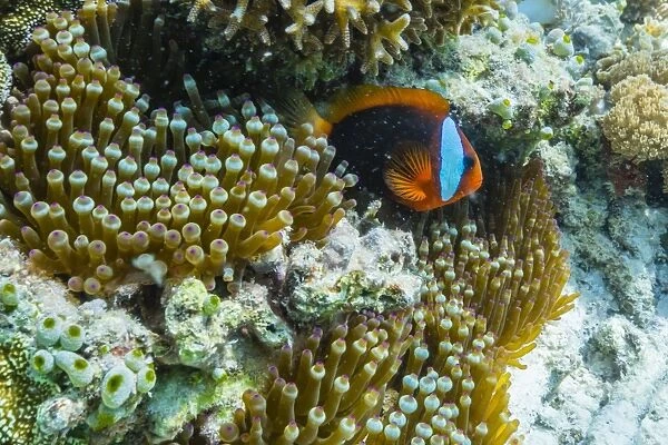 Anemonefish in anemone on underwater reef on Jaco Island, Timor Sea, East Timor, Southeast Asia, Asia