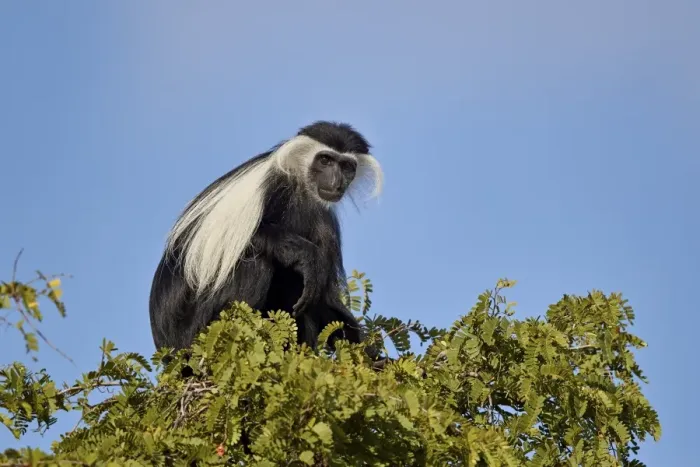 Framed Print : Angola Colobus (Angolan black-and-white colobus) (Angolan colobus) (Colobus angolensis) Framed Print : Angola Colobus (Angolan black-and-white colobus) (Angolan colobus) (Colobus angolensis)