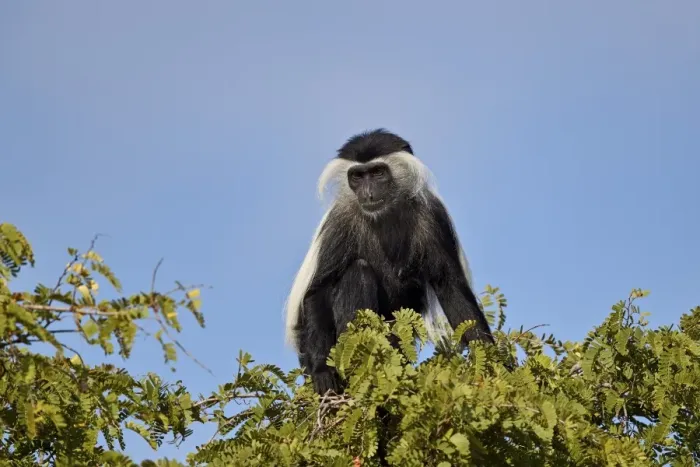 Framed Print : Angola colobus (Angolan black-and-white colobus) (Angolan colobus) (Colobus angolensis) Framed Print : Angola colobus (Angolan black-and-white colobus) (Angolan colobus) (Colobus angolensis)