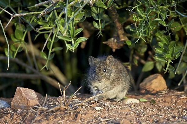 Angoni Vlei rat (Otomys angoniensis), Addo Elephant National Park, South Africa, Africa