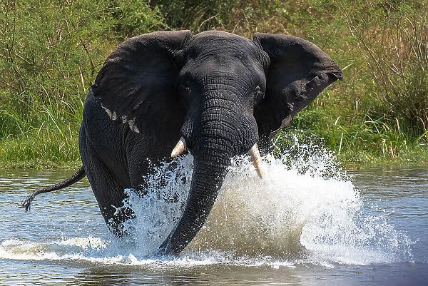 Angry elephant, Murchison Falls National Park, Uganda, East Africa, Africa