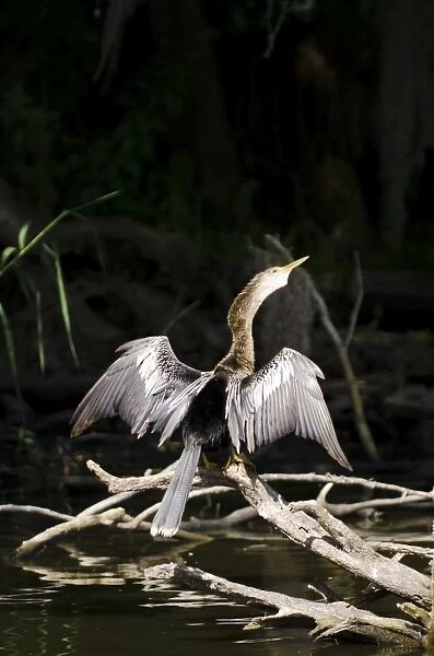 Anhinga (Anhinga anhinga), Everglades, UNESCO World Heritage Site, Florida, United States of America, North America