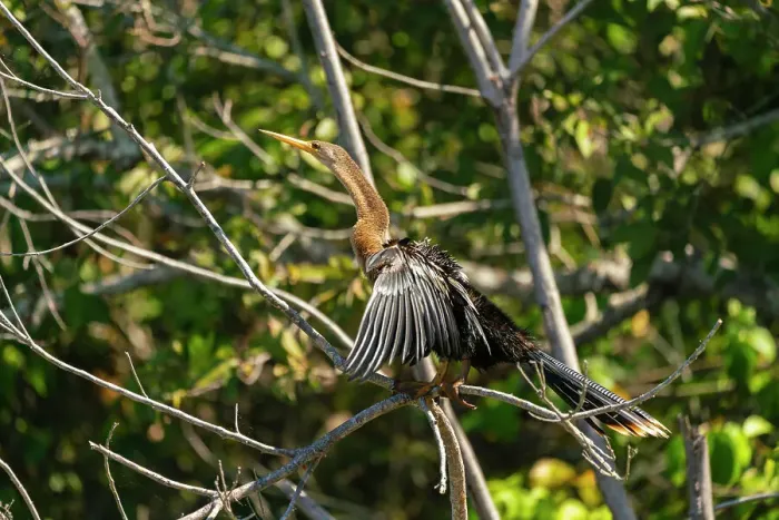 Framed Print : Anhinga (anhinga anhinga) perching on branch by Lake Sandoval, Tambopata National Reserve, Puerto Maldonado, Madre de Dios, Peru, South America Framed Print : Anhinga (anhinga anhinga) perching on branch by Lake Sandoval, Tambopata National Reserve, Puerto Maldonado, Madre de Dios, Peru, South America