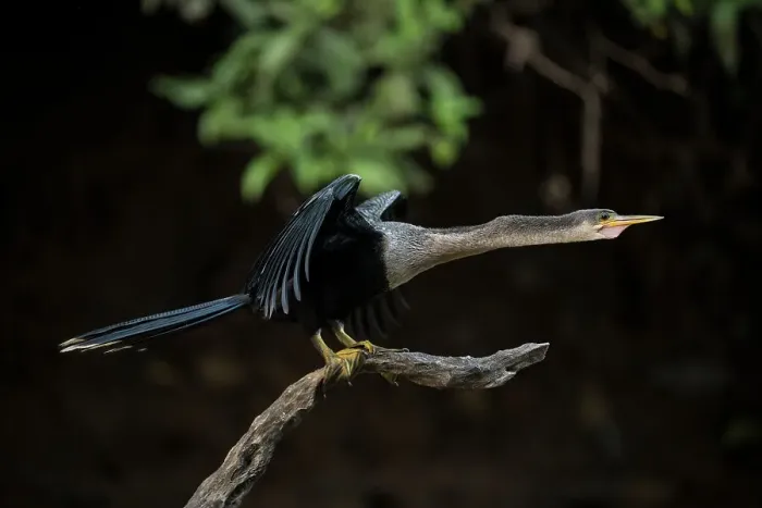 Framed Print : Anhinga, Cano Negro, Alajuela Province, Costa Rica, Central America Framed Print : Anhinga, Cano Negro, Alajuela Province, Costa Rica, Central America