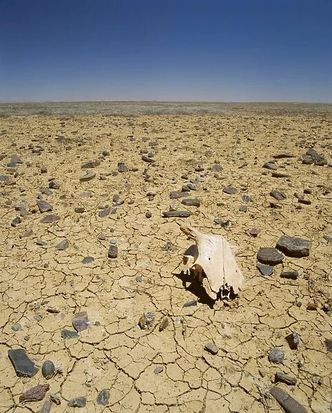 Animal skull, rocks and cracked dry earth, Outback, South Australia, Australia, Pacific