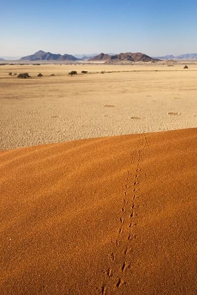 Animal tracks in sand, Namib desert, Namibia, Africa