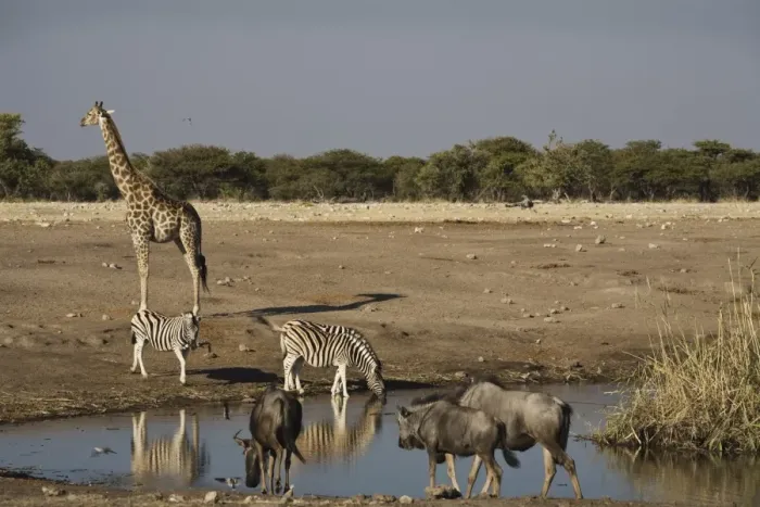 Framed Print : Animals at the waterhole, Etosha National Park, Namibia, Africa Framed Print : Animals at the waterhole, Etosha National Park, Namibia, Africa